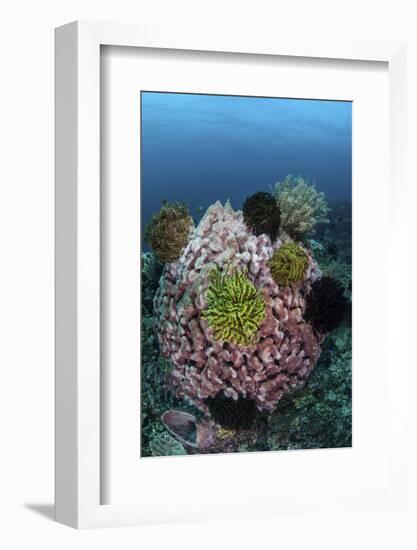 A Large Barrel Sponge Covered with Crinoids-Stocktrek Images-Framed Photographic Print