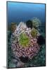 A Large Barrel Sponge Covered with Crinoids-Stocktrek Images-Mounted Photographic Print