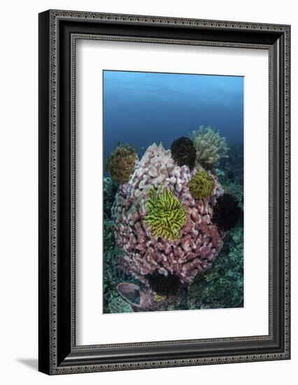 A Large Barrel Sponge Covered with Crinoids-Stocktrek Images-Framed Photographic Print