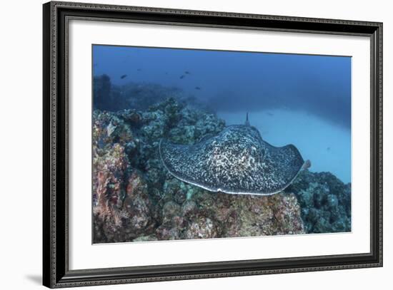 A Large Black-Blotched Stingray Near Cocos Island, Costa Rica-Stocktrek Images-Framed Photographic Print