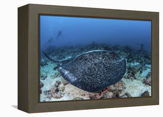 A Large Black-Blotched Stingray Swims over the Rocky Seafloor-Stocktrek Images-Framed Premier Image Canvas