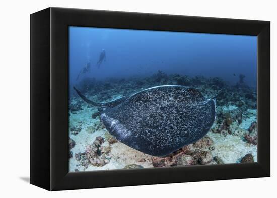 A Large Black-Blotched Stingray Swims over the Rocky Seafloor-Stocktrek Images-Framed Premier Image Canvas