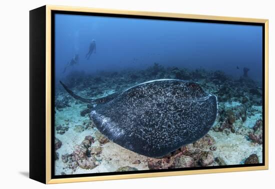 A Large Black-Blotched Stingray Swims over the Rocky Seafloor-Stocktrek Images-Framed Premier Image Canvas