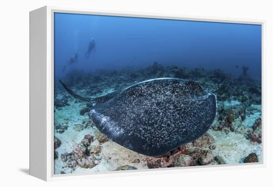 A Large Black-Blotched Stingray Swims over the Rocky Seafloor-Stocktrek Images-Framed Premier Image Canvas