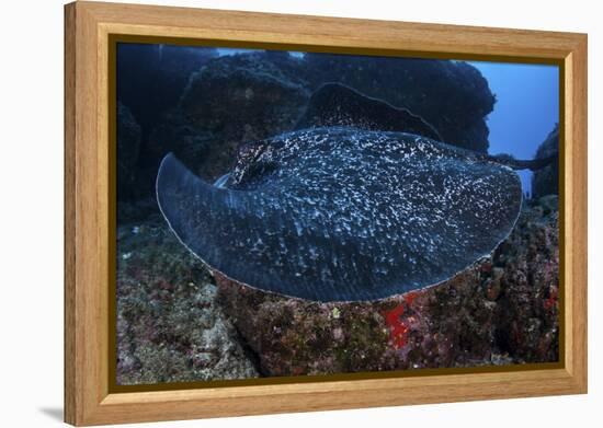 A Large Black-Blotched Stingray Swims over the Rocky Seafloor-Stocktrek Images-Framed Premier Image Canvas