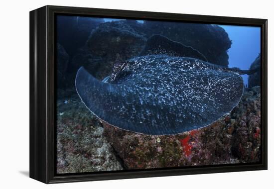 A Large Black-Blotched Stingray Swims over the Rocky Seafloor-Stocktrek Images-Framed Premier Image Canvas