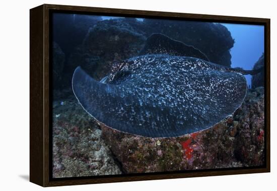 A Large Black-Blotched Stingray Swims over the Rocky Seafloor-Stocktrek Images-Framed Premier Image Canvas