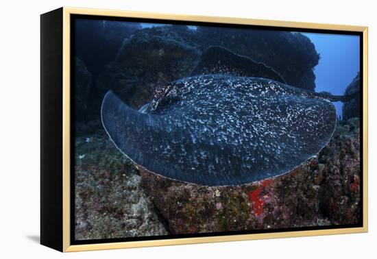 A Large Black-Blotched Stingray Swims over the Rocky Seafloor-Stocktrek Images-Framed Premier Image Canvas