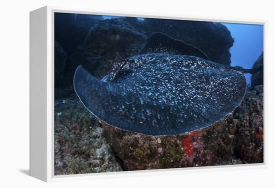 A Large Black-Blotched Stingray Swims over the Rocky Seafloor-Stocktrek Images-Framed Premier Image Canvas