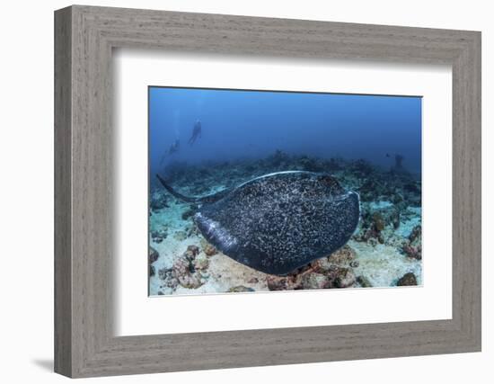 A Large Black-Blotched Stingray Swims over the Rocky Seafloor-Stocktrek Images-Framed Photographic Print