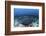 A Large Black-Blotched Stingray Swims over the Rocky Seafloor-Stocktrek Images-Framed Photographic Print