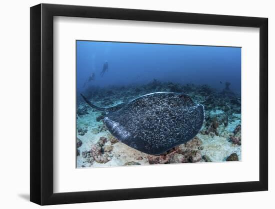 A Large Black-Blotched Stingray Swims over the Rocky Seafloor-Stocktrek Images-Framed Photographic Print