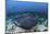 A Large Black-Blotched Stingray Swims over the Rocky Seafloor-Stocktrek Images-Mounted Photographic Print