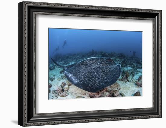 A Large Black-Blotched Stingray Swims over the Rocky Seafloor-Stocktrek Images-Framed Photographic Print