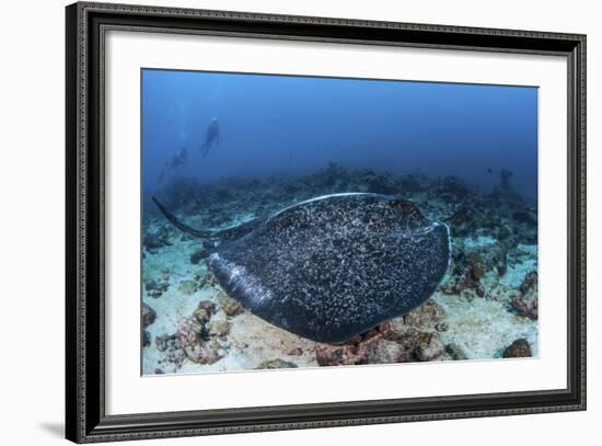 A Large Black-Blotched Stingray Swims over the Rocky Seafloor-Stocktrek Images-Framed Photographic Print