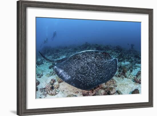 A Large Black-Blotched Stingray Swims over the Rocky Seafloor-Stocktrek Images-Framed Photographic Print