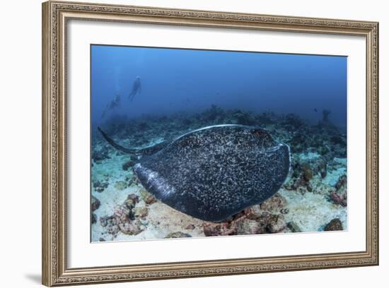 A Large Black-Blotched Stingray Swims over the Rocky Seafloor-Stocktrek Images-Framed Photographic Print