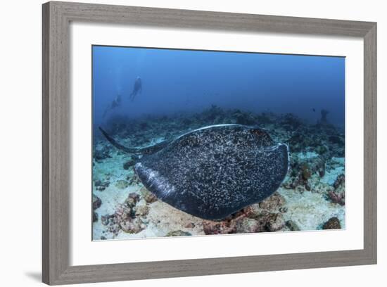 A Large Black-Blotched Stingray Swims over the Rocky Seafloor-Stocktrek Images-Framed Photographic Print