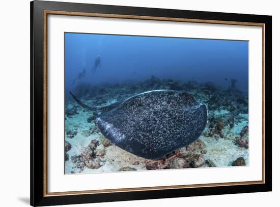 A Large Black-Blotched Stingray Swims over the Rocky Seafloor-Stocktrek Images-Framed Photographic Print