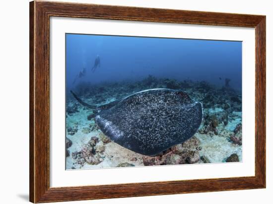 A Large Black-Blotched Stingray Swims over the Rocky Seafloor-Stocktrek Images-Framed Photographic Print