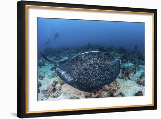 A Large Black-Blotched Stingray Swims over the Rocky Seafloor-Stocktrek Images-Framed Photographic Print