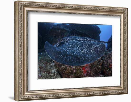 A Large Black-Blotched Stingray Swims over the Rocky Seafloor-Stocktrek Images-Framed Photographic Print