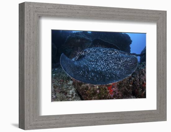 A Large Black-Blotched Stingray Swims over the Rocky Seafloor-Stocktrek Images-Framed Photographic Print