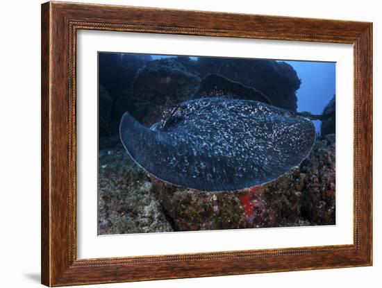 A Large Black-Blotched Stingray Swims over the Rocky Seafloor-Stocktrek Images-Framed Photographic Print