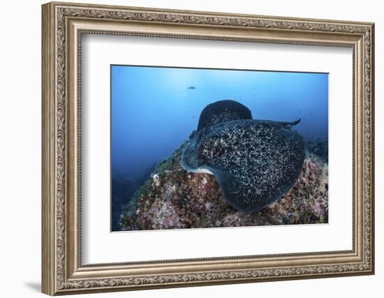 A Large Black-Blotched Stingray Swims over the Rocky Seafloor-Stocktrek Images-Framed Photographic Print