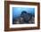 A Large Black-Blotched Stingray Swims over the Rocky Seafloor-Stocktrek Images-Framed Photographic Print