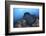 A Large Black-Blotched Stingray Swims over the Rocky Seafloor-Stocktrek Images-Framed Photographic Print