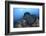 A Large Black-Blotched Stingray Swims over the Rocky Seafloor-Stocktrek Images-Framed Photographic Print