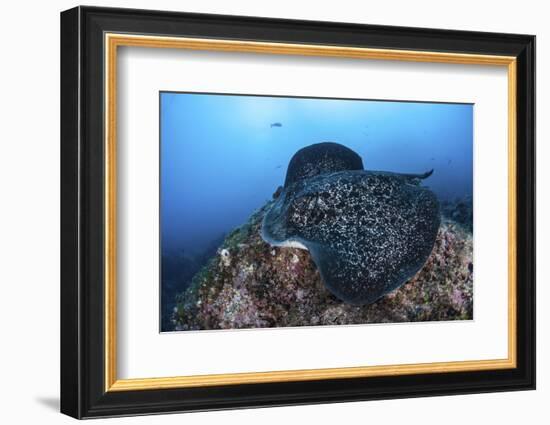 A Large Black-Blotched Stingray Swims over the Rocky Seafloor-Stocktrek Images-Framed Photographic Print