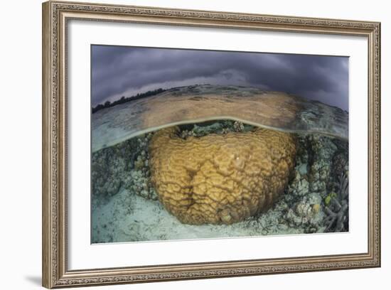 A Large Boulder Coral Colony Grows in Shallow Water in the Solomon Islands-Stocktrek Images-Framed Photographic Print