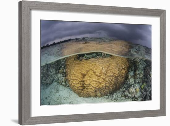 A Large Boulder Coral Colony Grows in Shallow Water in the Solomon Islands-Stocktrek Images-Framed Photographic Print
