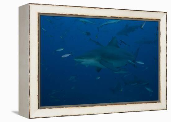 A Large Bull Shark at the Bistro Dive Site in Fiji-Stocktrek Images-Framed Premier Image Canvas