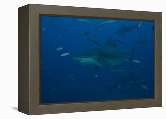 A Large Bull Shark at the Bistro Dive Site in Fiji-Stocktrek Images-Framed Premier Image Canvas