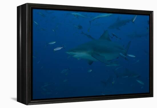 A Large Bull Shark at the Bistro Dive Site in Fiji-Stocktrek Images-Framed Premier Image Canvas