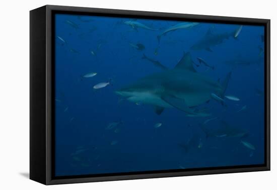 A Large Bull Shark at the Bistro Dive Site in Fiji-Stocktrek Images-Framed Premier Image Canvas