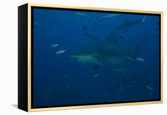 A Large Bull Shark at the Bistro Dive Site in Fiji-Stocktrek Images-Framed Premier Image Canvas