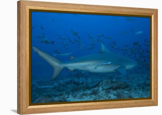 A Large Bull Shark at the Bistro Dive Site in Fiji-Stocktrek Images-Framed Premier Image Canvas