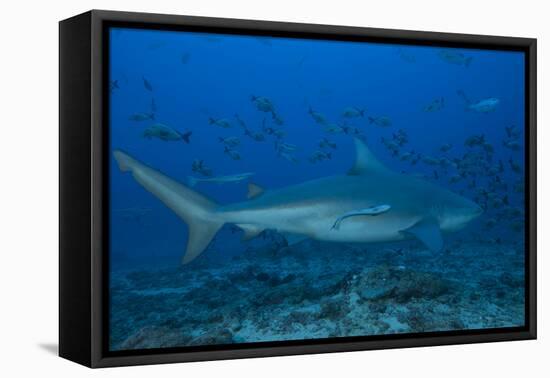 A Large Bull Shark at the Bistro Dive Site in Fiji-Stocktrek Images-Framed Premier Image Canvas