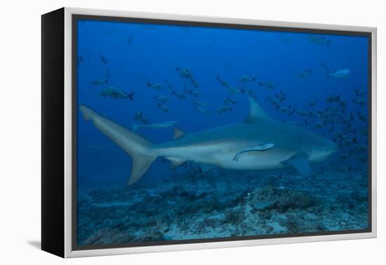 A Large Bull Shark at the Bistro Dive Site in Fiji-Stocktrek Images-Framed Premier Image Canvas