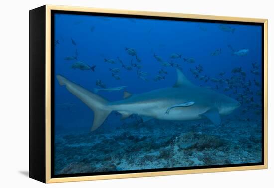 A Large Bull Shark at the Bistro Dive Site in Fiji-Stocktrek Images-Framed Premier Image Canvas