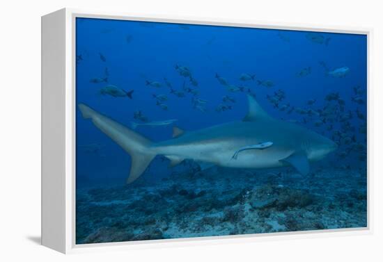 A Large Bull Shark at the Bistro Dive Site in Fiji-Stocktrek Images-Framed Premier Image Canvas