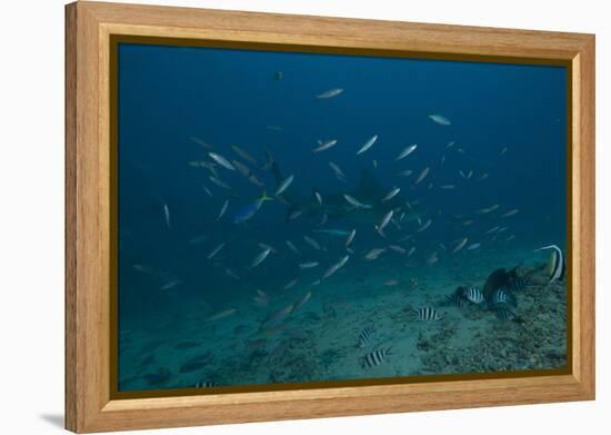 A Large Bull Shark at the Bistro Dive Site in Fiji-Stocktrek Images-Framed Premier Image Canvas