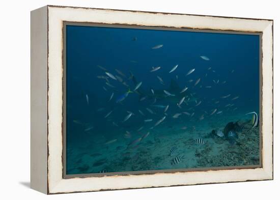 A Large Bull Shark at the Bistro Dive Site in Fiji-Stocktrek Images-Framed Premier Image Canvas