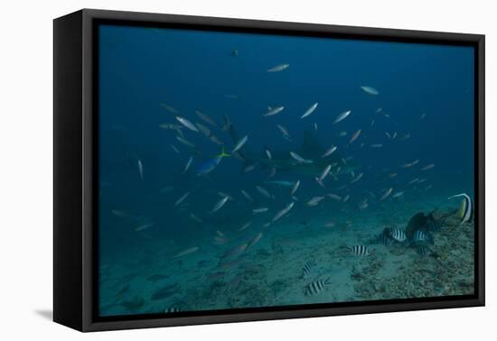 A Large Bull Shark at the Bistro Dive Site in Fiji-Stocktrek Images-Framed Premier Image Canvas