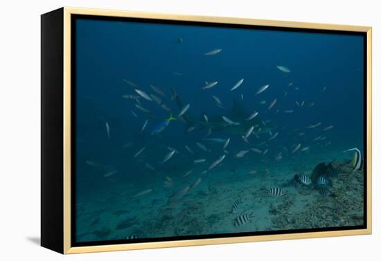 A Large Bull Shark at the Bistro Dive Site in Fiji-Stocktrek Images-Framed Premier Image Canvas