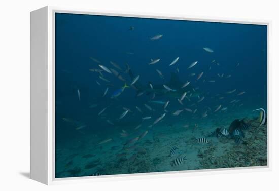 A Large Bull Shark at the Bistro Dive Site in Fiji-Stocktrek Images-Framed Premier Image Canvas